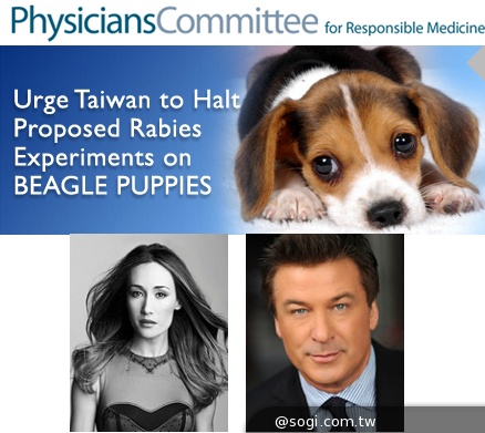 國際反對聲浪:不要進行殘忍的米格魯狂犬病實驗 國際反對聲浪:不要進行殘忍的米格魯狂犬病實驗