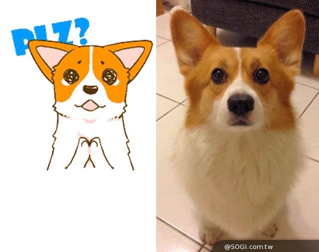 WeChat攜手「3c有意思tim哥」私房寵物「OLi Doggie」 免費動態貼圖 WeChat攜手「3c有意思tim哥」私房寵物「OLi Doggie」 免費動態貼圖